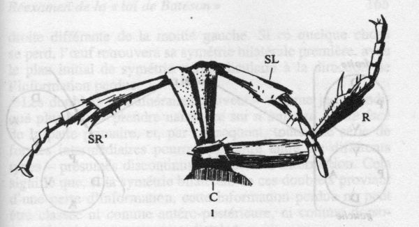 Gravure montrant plusieurs pattes de coléoptères