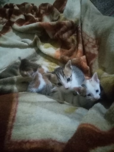 Les chatons de Ziad, le 6 avril 2024.